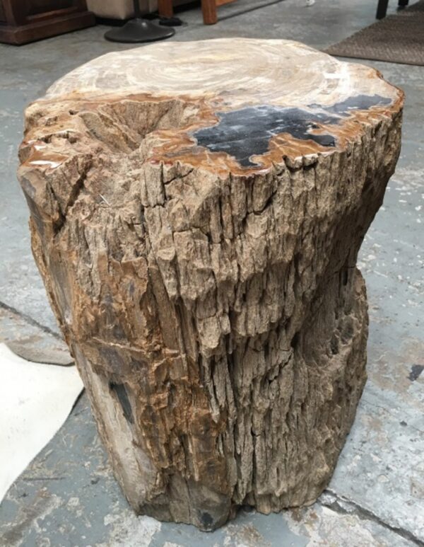 Petrified Wood Occasional Table