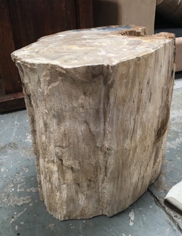 Petrified Wood Occasional Table